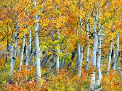 Outdoor Living and Style Yellow and White Trunks of Aspen Trees Outdoor Canvas Rectangular Wall Art Decor 30" x 40"