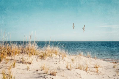 Beach And Gulls by Brooke T. Ryan - Item # VARPDXR1420D