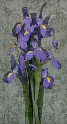 Purple Iris by John Seba - Item # VARPDXIS4064