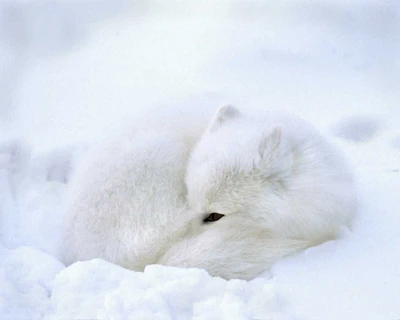 Canada, Churchill Artic fox rests in a snowdrift by David Kelley - Item # VARPDXCN03BJA0000