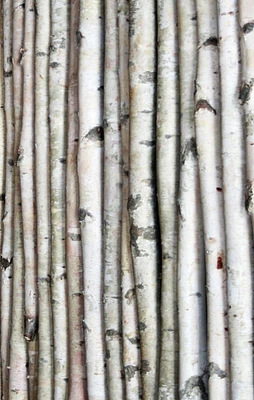 Wilson White Birch Poles 3, 4, 5, 6, 7, & 8 ft lengths