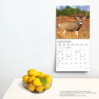 Giant Bucks | 2024 12 x 24 Inch Monthly Square Wall Calendar | Sticker Sheet | StarGifts | Wildlife Animals Hunting