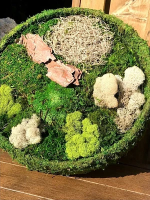 DIY Fairy Garden Preserved Moss Kit
