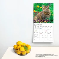 The Beauty of Cats | 2024 12 x 24 Inch Monthly Square Wall Calendar | Sticker Sheet | StarGifts | Feline Kittens Pets