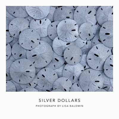 Silver Sand Dollars - Seashell Wall Art