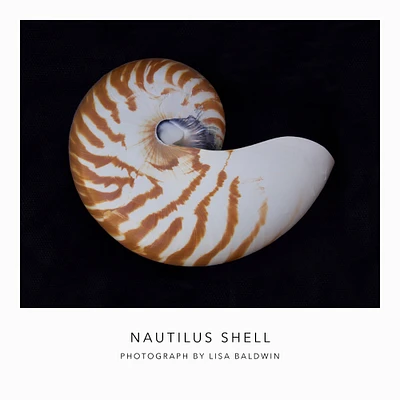 Nautilus Shell on a Black Background - Seashell Wall Art - Coastal Beach House Ocean Decor