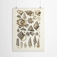 Shells 2 by Coastal Print & Design  Poster Art Print - Americanflat