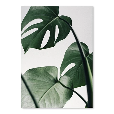 Monstera On Grey by Tanya Shumkina  Poster Art Print - Americanflat