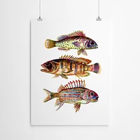 Three Fish Red by T.J. Heiser  Poster Art Print - Americanflat