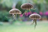 Urchin Air Plant 3 Pack Alfonso Sea Urchins and Medusa Tillandsia Gift Set Jellyfish Trio 