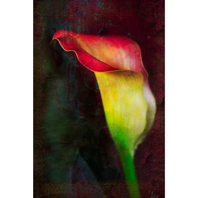 Calla Lily