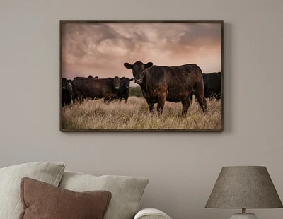 Angus cow canvas wall art, large western decor cow wall art, large photo canvas