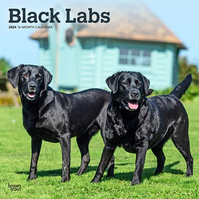 Black Labrador Retrievers | 2024 12 x 24 Inch Monthly Square Wall Calendar | BrownTrout | Animals Dog Breeds