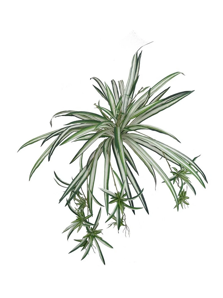 2-Pack: Spider Fern Plant with 60 Silk Fronds, 32" Wide, UV Resistant, Faux Greenery by Floral Home®