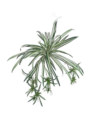 2-Pack: Spider Fern Plant with 60 Silk Fronds, 32" Wide, UV Resistant, Faux Greenery by Floral Home®