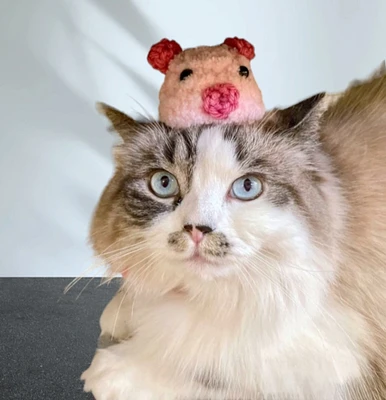 Crochet Pig Hat for Cats and Small Dogs