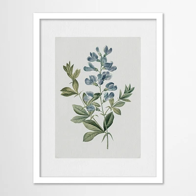 Blue Sweet Peas by Maple + Oak Framed Print