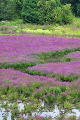 OR, Oaks Bottom Purple loosestrife in marsh by Steve Terrill - Item # VARPDXUS38BJY0273