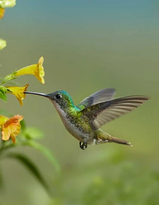 Andean Emerald hummingbird feeding on a yellow flower, Ecuador Poster Print by Tim Fitzharris - Item # VARPDX396611