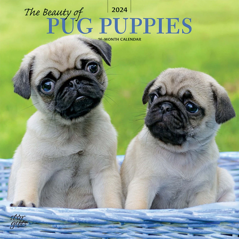 The Beauty of Pug Puppies | 2024 12 x 24 Inch Monthly Square Wall Calendar | Sticker Sheet | StarGifts | Animals Dog Breeds Puppy