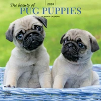 The Beauty of Pug Puppies | 2024 12 x 24 Inch Monthly Square Wall Calendar | Sticker Sheet | StarGifts | Animals Dog Breeds Puppy