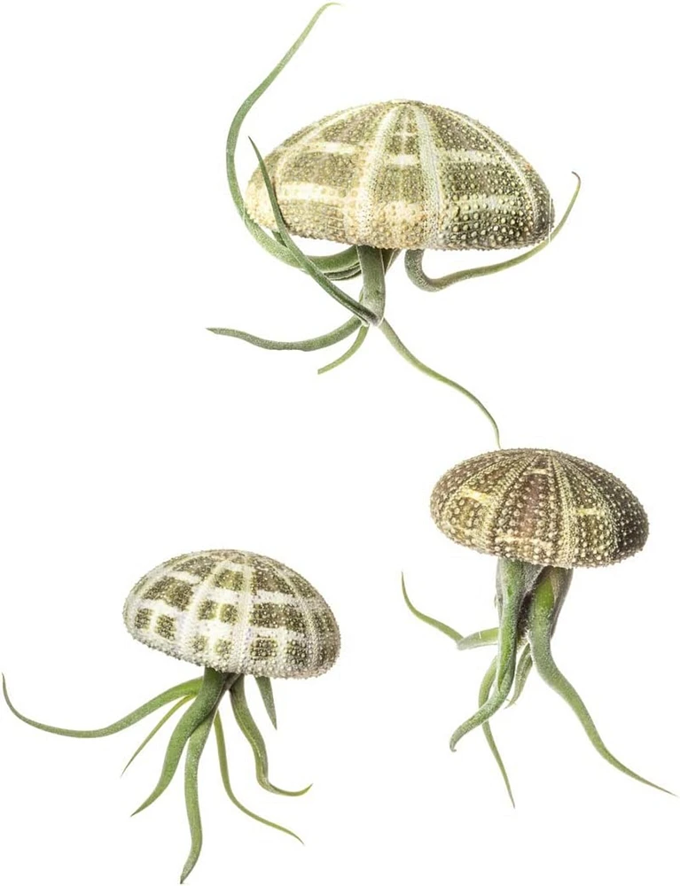 Urchin Air Plant 3 Pack Alfonso Sea Urchins and Medusa Tillandsia Gift Set Jellyfish Trio 