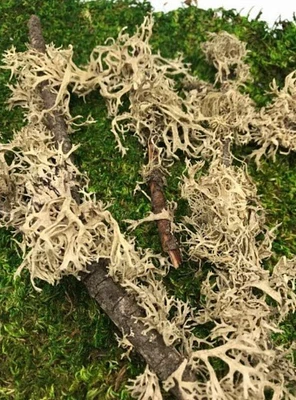 MOSS - Natural Lichen Branched Moss on STICKS