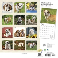 The Beauty of Bulldog Puppies | 2024 12 x 24 Inch Monthly Square Wall Calendar | Sticker Sheet | StarGifts | Animals Dog Breeds