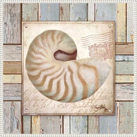 Beach Shell III by Elizabeth Medley Framed Canvas Wall Art