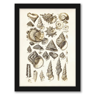 Shells 2 by Coastal Print & Design Frame