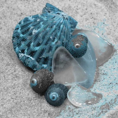 Blue Shells by Unknown - Item # VARPDXTZSQ026A