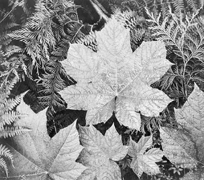 Leaves, Glacier National Park, Montana - National Parks and Monuments, 1941 Poster Print by Ansel Adams - Item # VARPDX460737