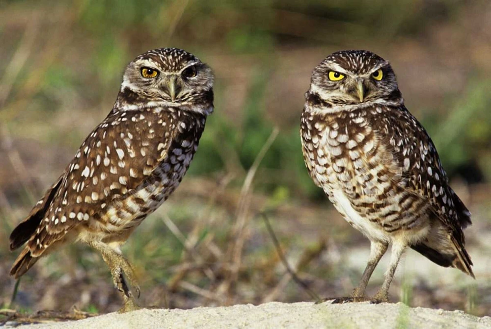 FL, Sanibel Island Burrowing owls pair by burrow by Dave Welling - Item # VARPDXUS10BJA0084