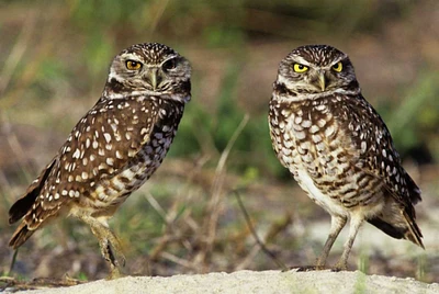 FL, Sanibel Island Burrowing owls pair by burrow by Dave Welling - Item # VARPDXUS10BJA0084