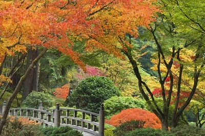 Oregon, Portland Bridge and maple tree in autumn by Don Paulson - Item # VARPDXUS38BJA0643