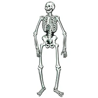 Kitcheniva Halloween Skeleton Party Decoration Prop 22"