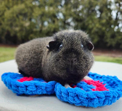 Crochet Guinea Pig Bed, Hamster Bed, Gerbil Bed, Chinchilla Bed, Reptile Bed, Small Pet Bed, Heart-Shaped Bed, Water Bottle Drip Pad