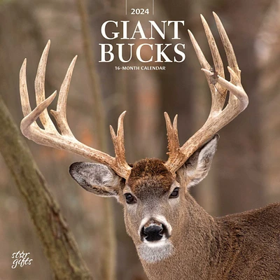 Giant Bucks | 2024 12 x 24 Inch Monthly Square Wall Calendar | Sticker Sheet | StarGifts | Wildlife Animals Hunting
