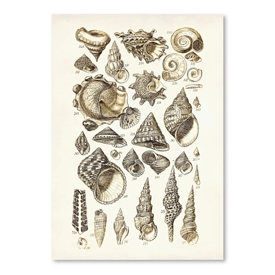 Shells 2 by Coastal Print & Design  Poster Art Print - Americanflat