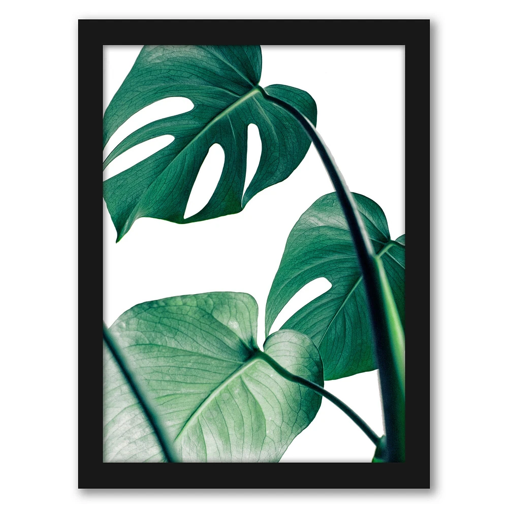 Monstera Deliciosa by Tanya Shumkina Frame  - Americanflat