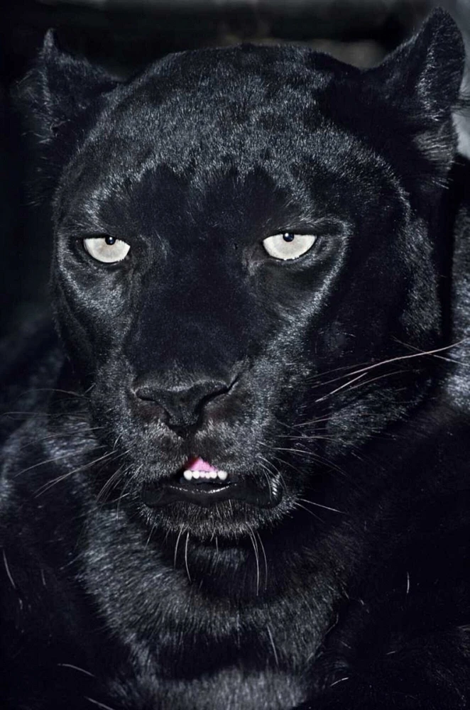 CA, Los Angeles, Portrait of black jaguar adult by Dave Welling - Item # VARPDXUS05BJA0244