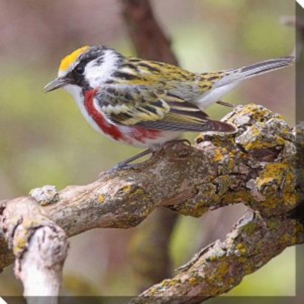 Outdoor Living and Style White and Yellow Chestnut Warbler Outdoor Canvas Square Wall Art Decor 24" x 24"