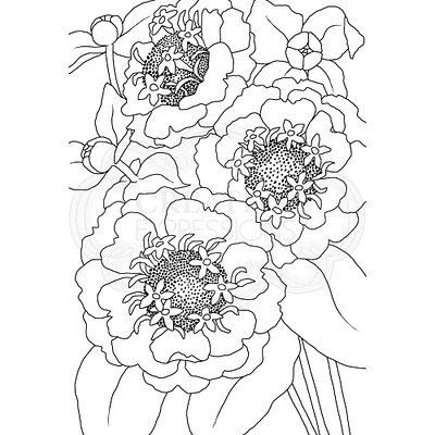 Woodware Craft Collection Woodware Clear Singles Zinnia 4 in x 6 in Stamp