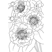 Woodware Craft Collection Woodware Clear Singles Zinnia 4 in x 6 in Stamp