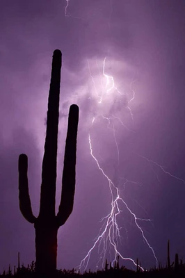 Arizona Saguaro cactus and lightning by Jim Zuckerman - Item # VARPDXUS03BJY0337