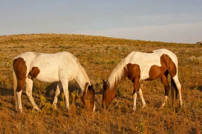 SD, Paint horses graze at a Horse Sanctuary by Cathy - Gordon Illg - Item # VARPDXUS42BJA0035