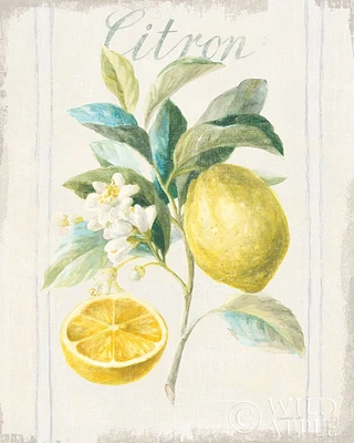 Floursack Lemon IV v2 Poster Print by Danhui Nai - Item # VARPDX46746