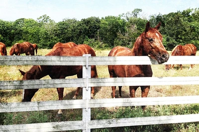 Horse Farm Poster Print by Mlli Villa - Item # VARPDXMVRC144A