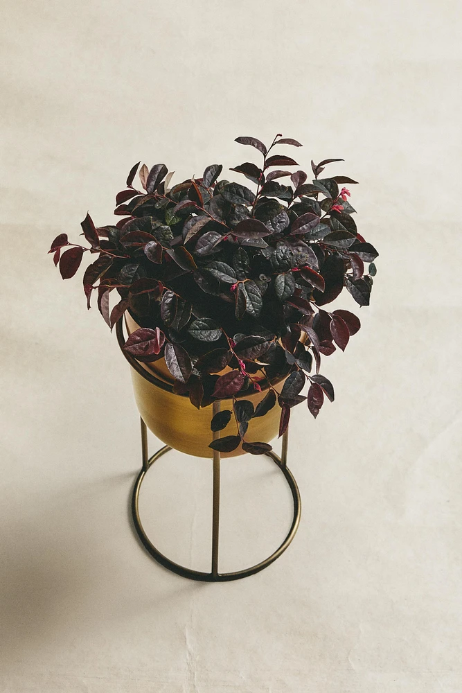 GOLD PLANTER