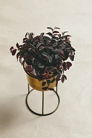 GOLD PLANTER